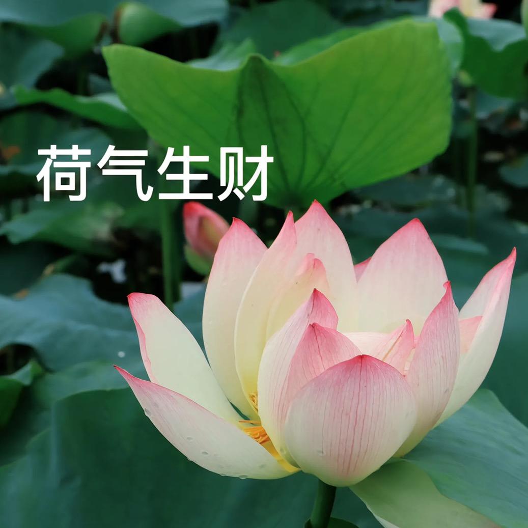 🪷荷气生财