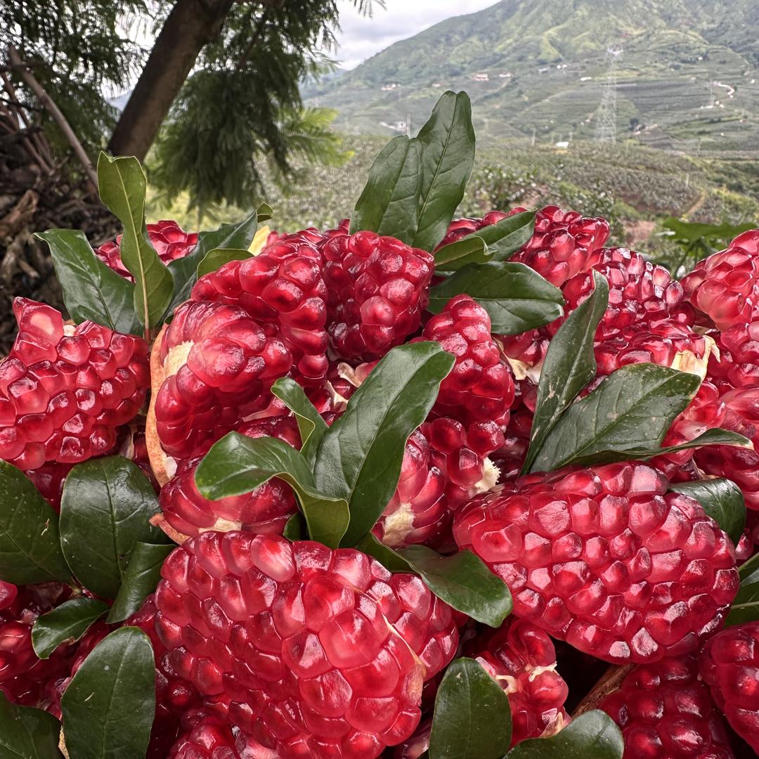 春狂园艺旗舰店