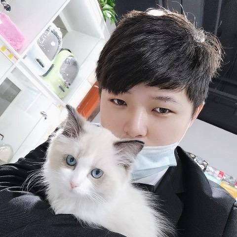 只会睡觉的布偶猫
