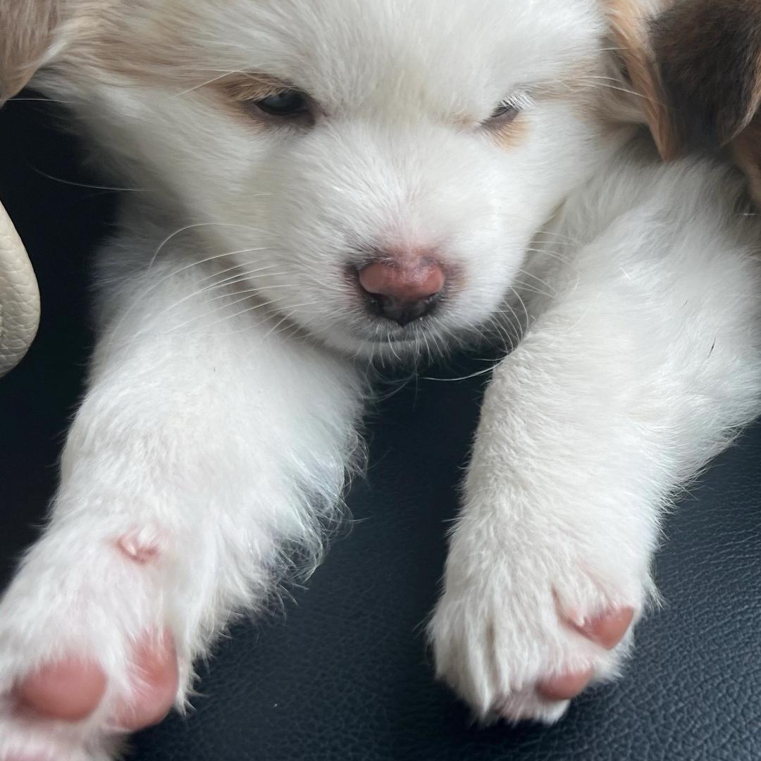 打瞌睡的一天😴