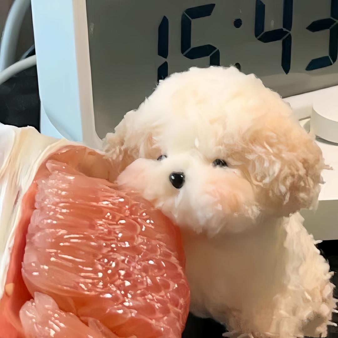 小狗发财日记