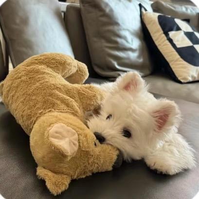 爱喝怡寶🐾