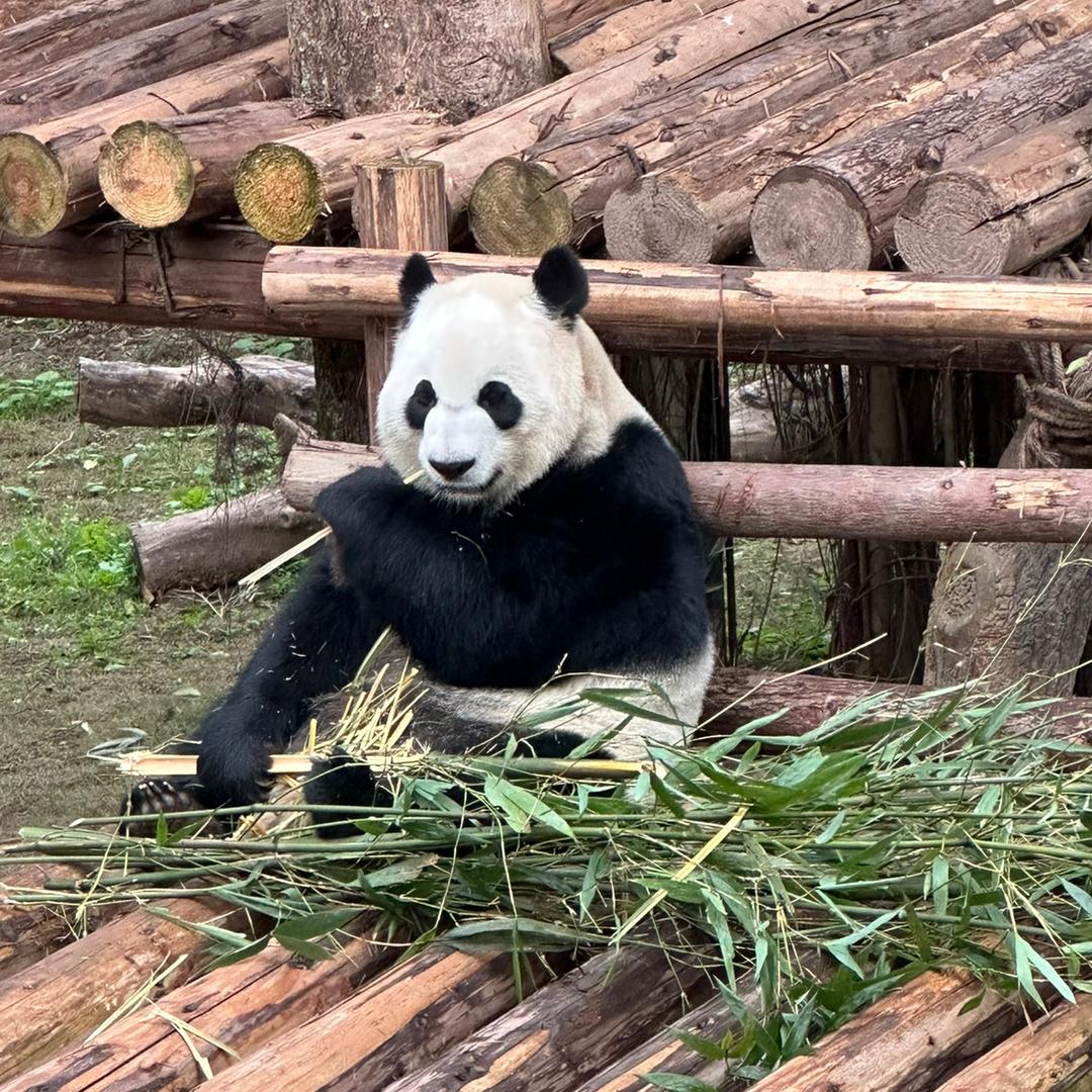 广寒宫里的可爱兔🐰