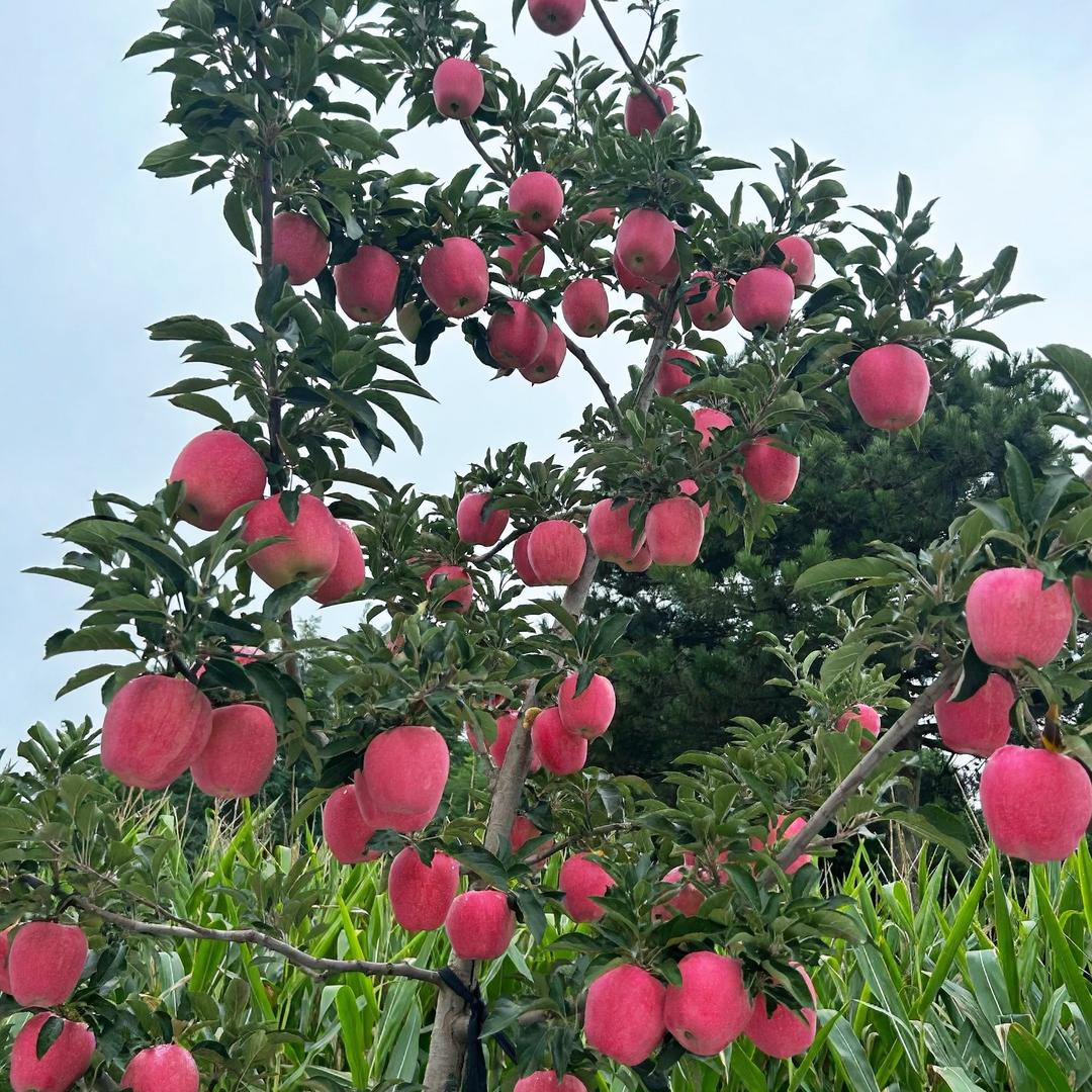 陇源果蔬臻选