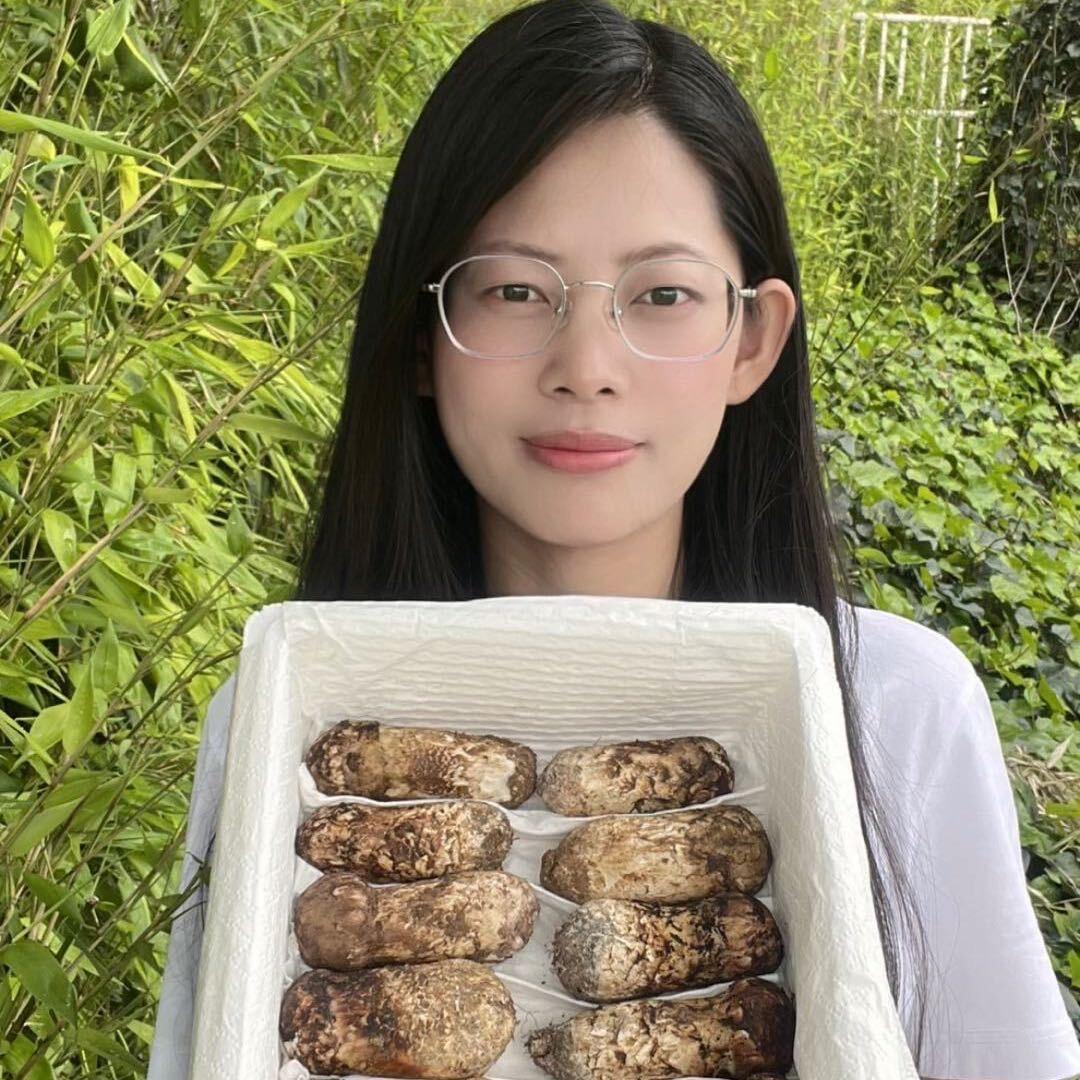 云南阿黎食用菌