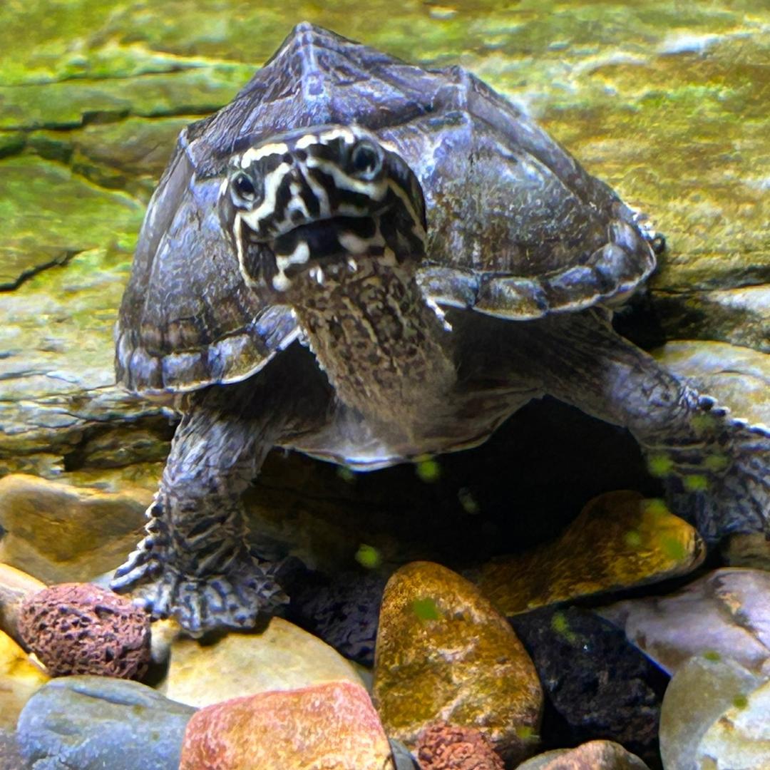 圡蛋               🐢