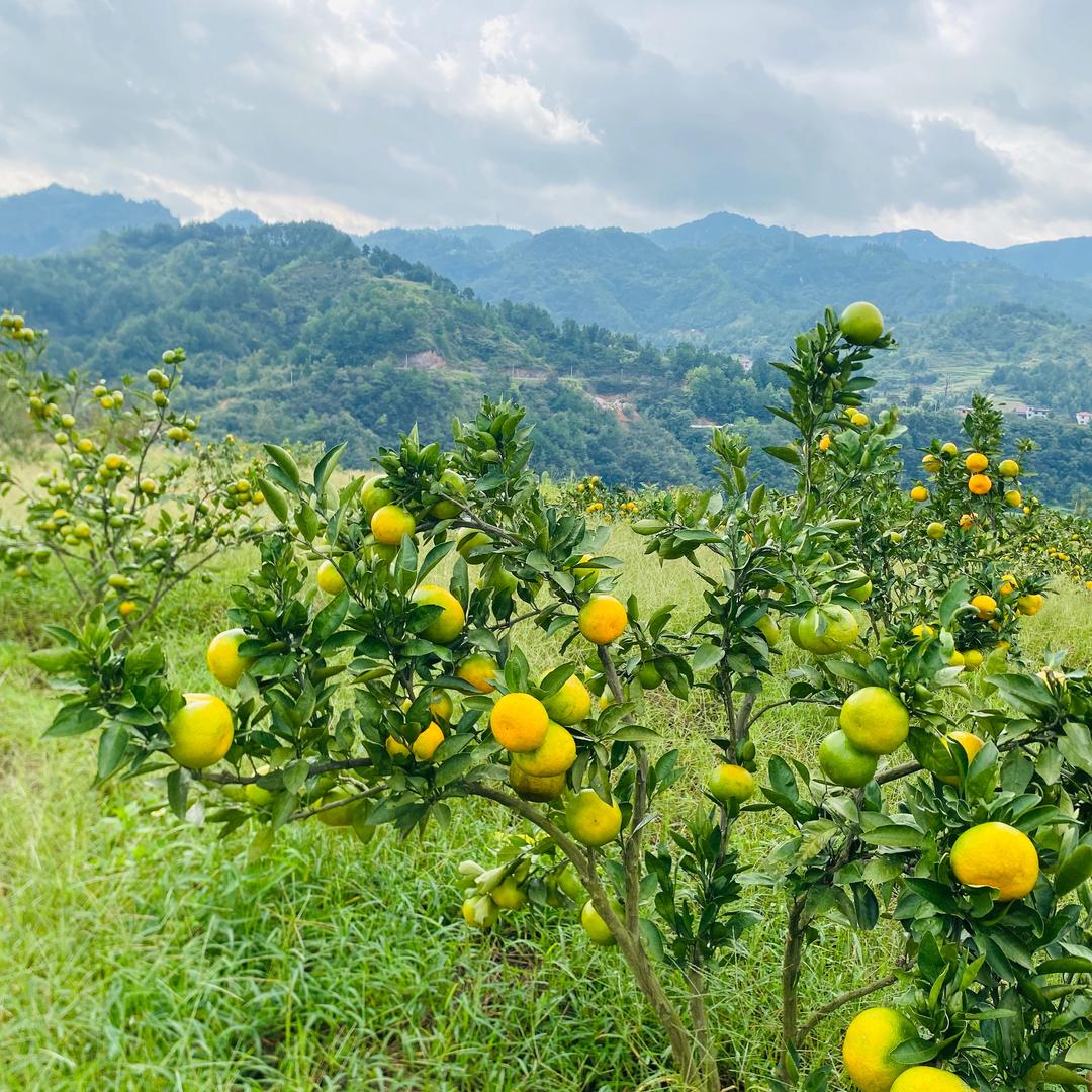 万ൢ事ൢ如ൢ意ൢ