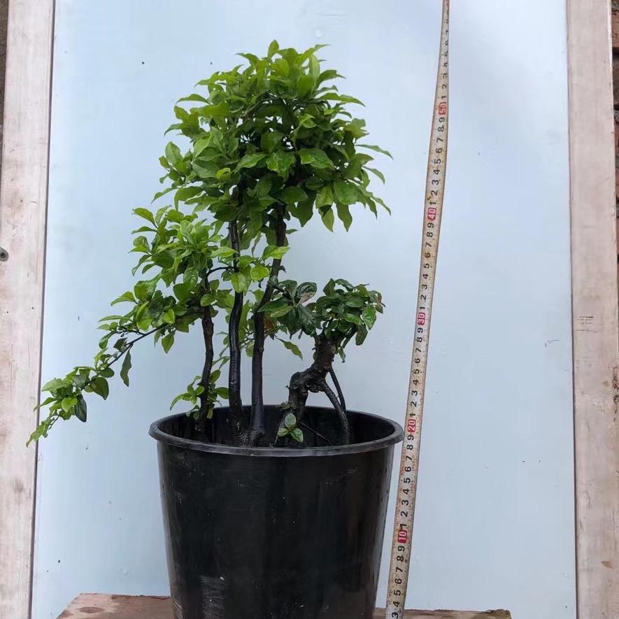 卉景源盆景绿植