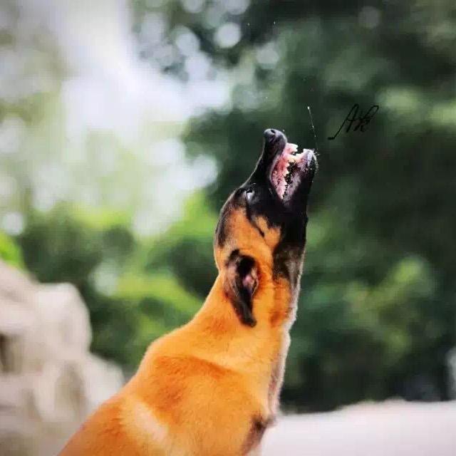 木昜杨