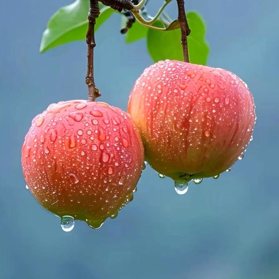 芬妮果园优品