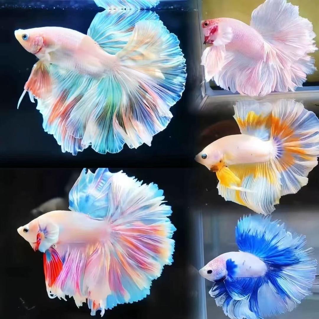 水韵鱼梦宠物优品店