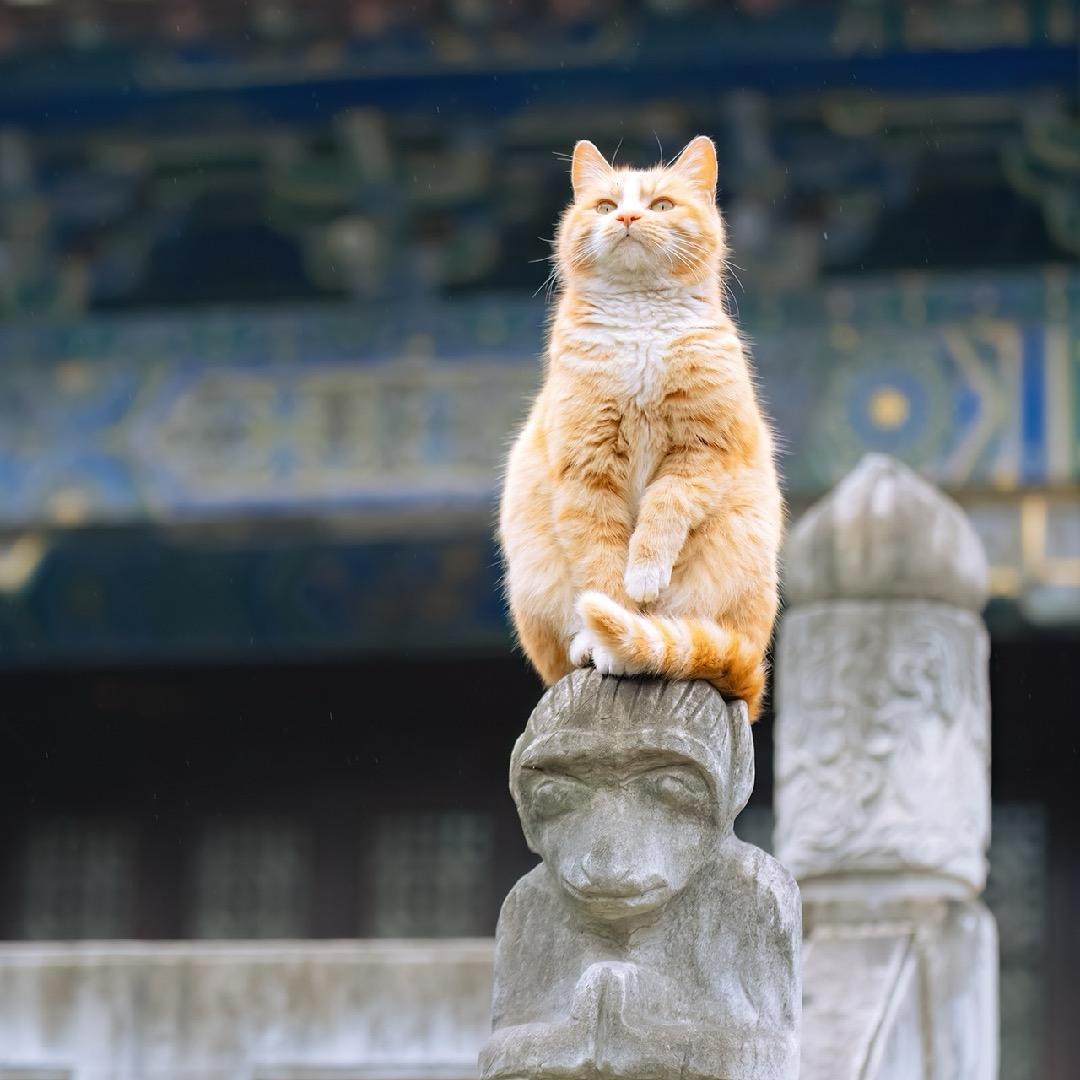 康少侠
