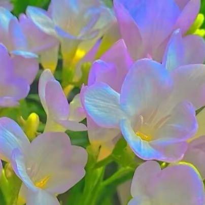 蝶恋花小妹爱听流行歌曲