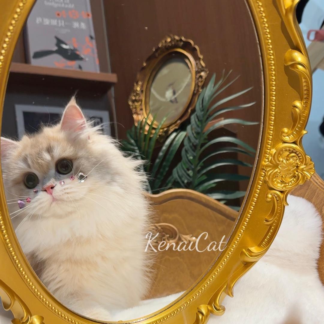 Kenai可奈渐层猫舍🎀