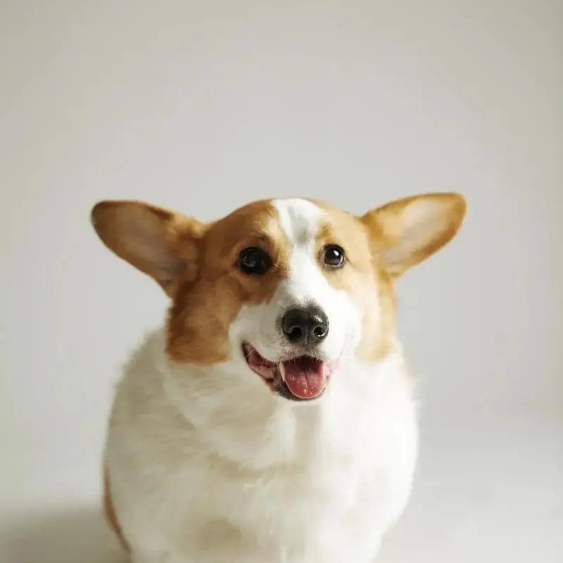 猪蹄神马（游戏）