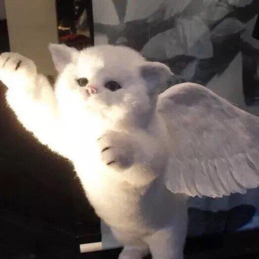 Byf