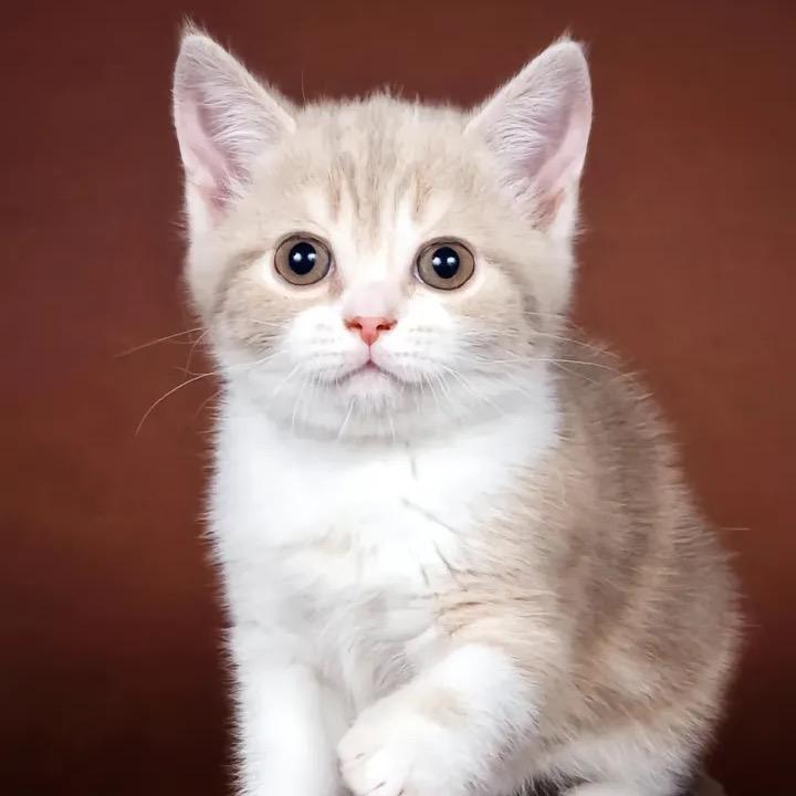 淘喵🐱日记