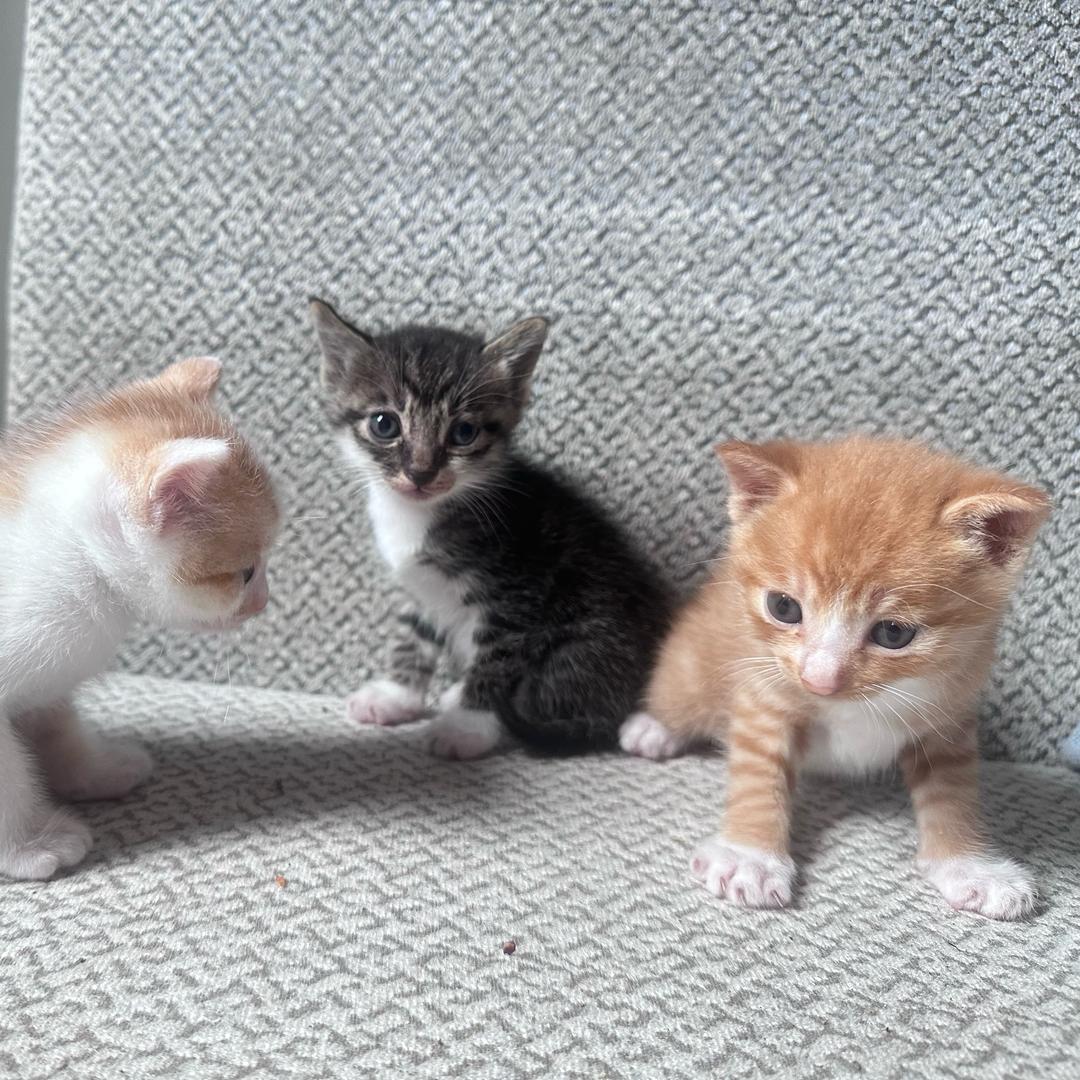 ㅤ ༻农༒夫ㅤ༺