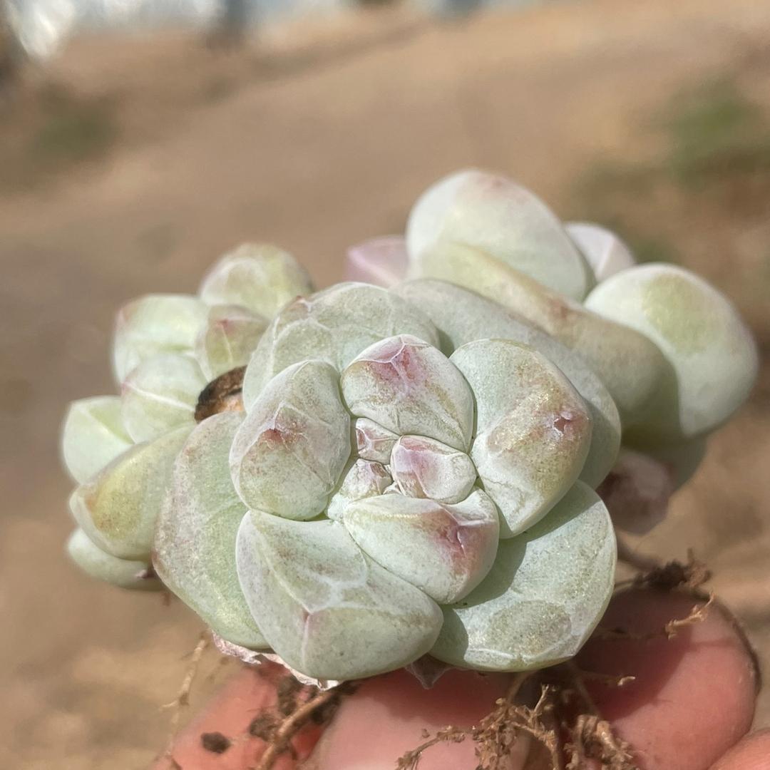 重生失败之我在抖音卖多肉