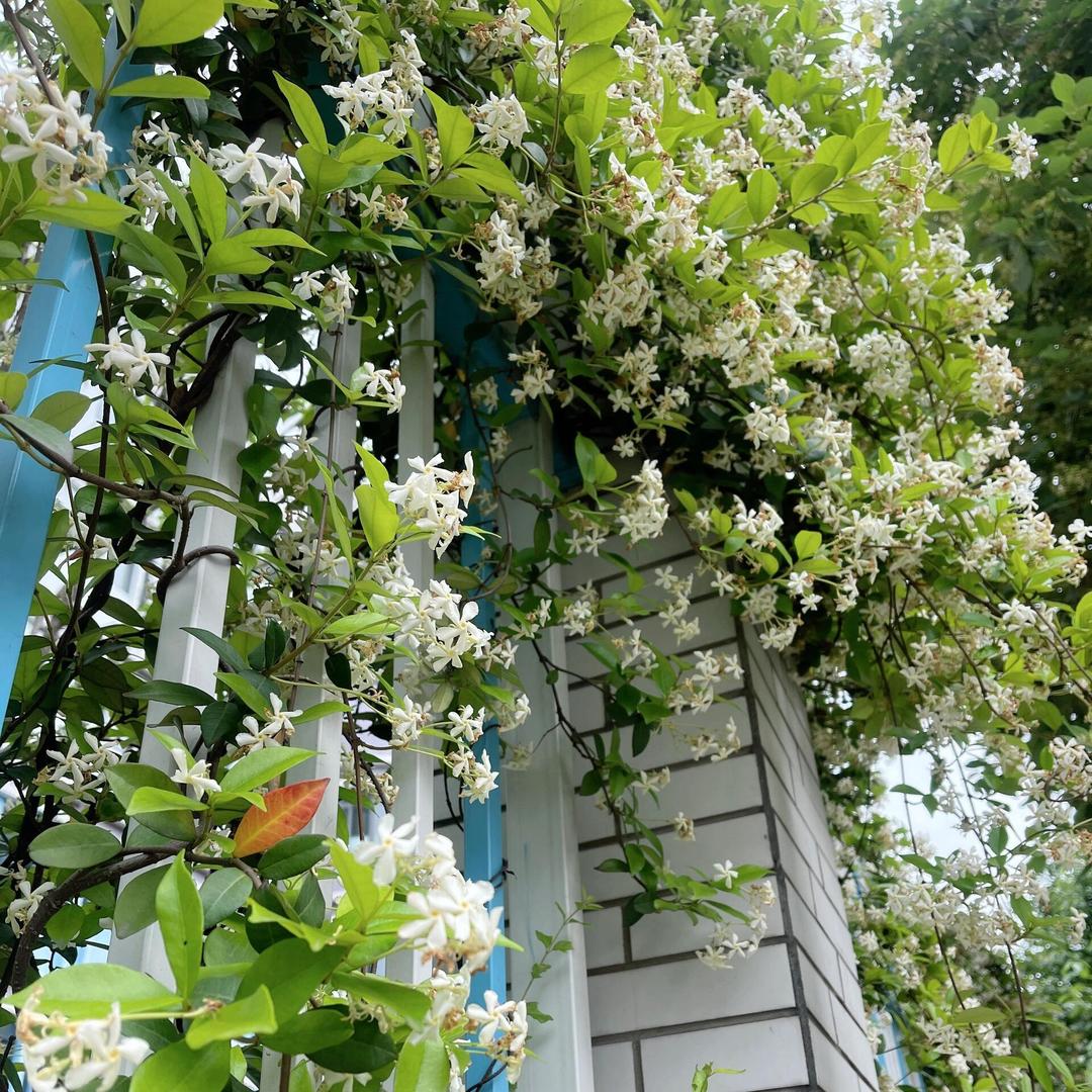 藤蔓🍃