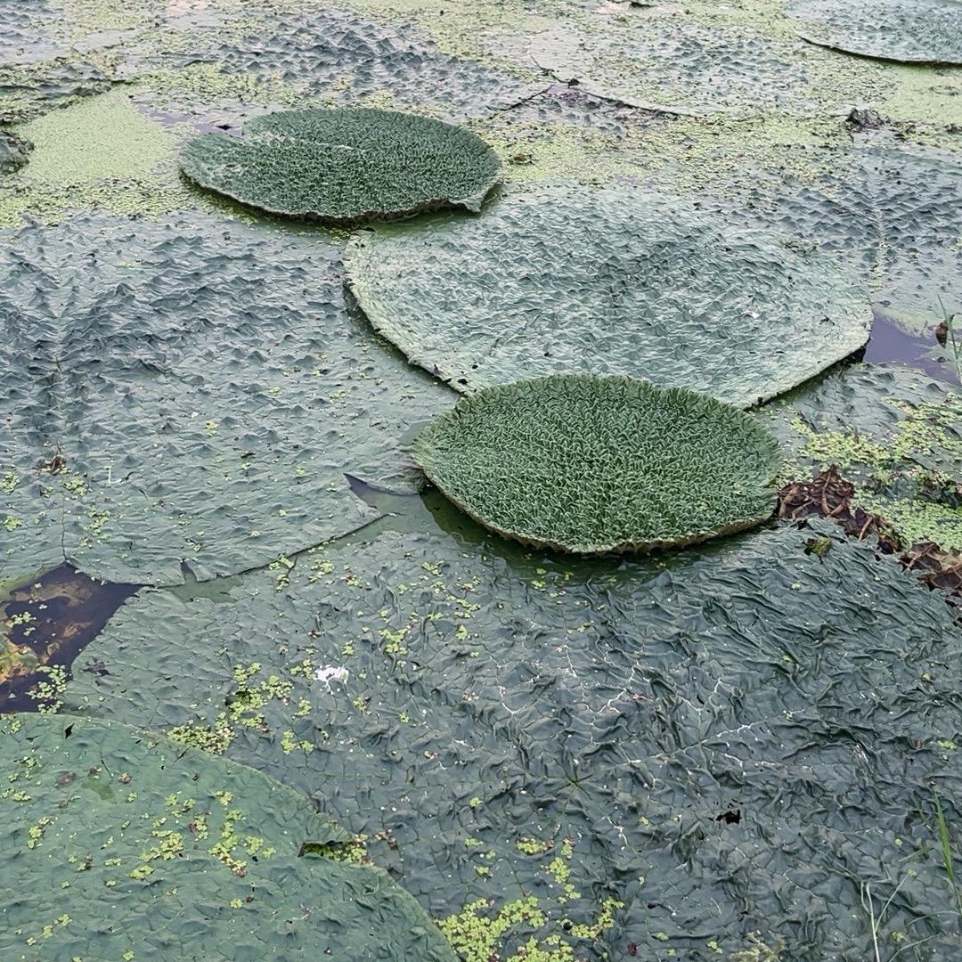 鸡头米