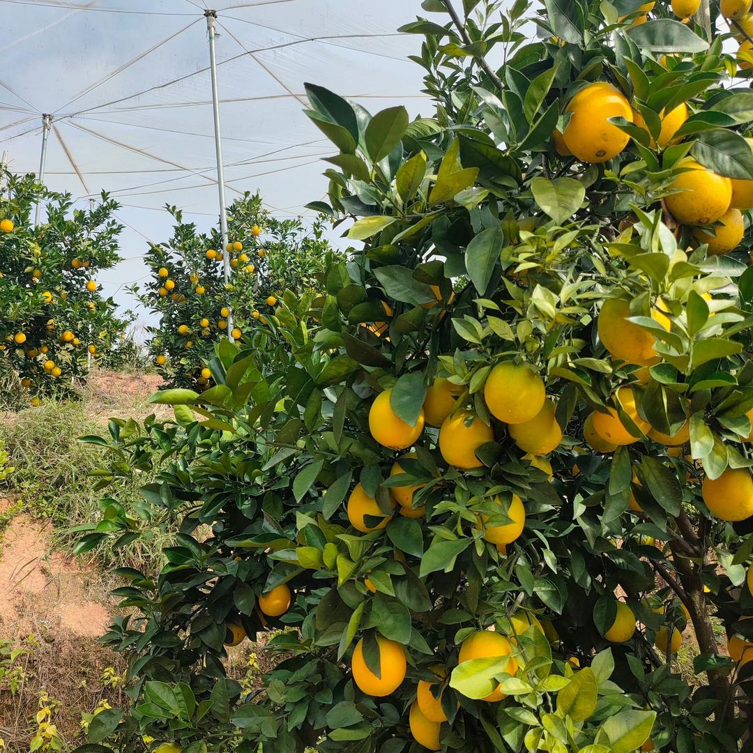 脐橙主理人-大学生版