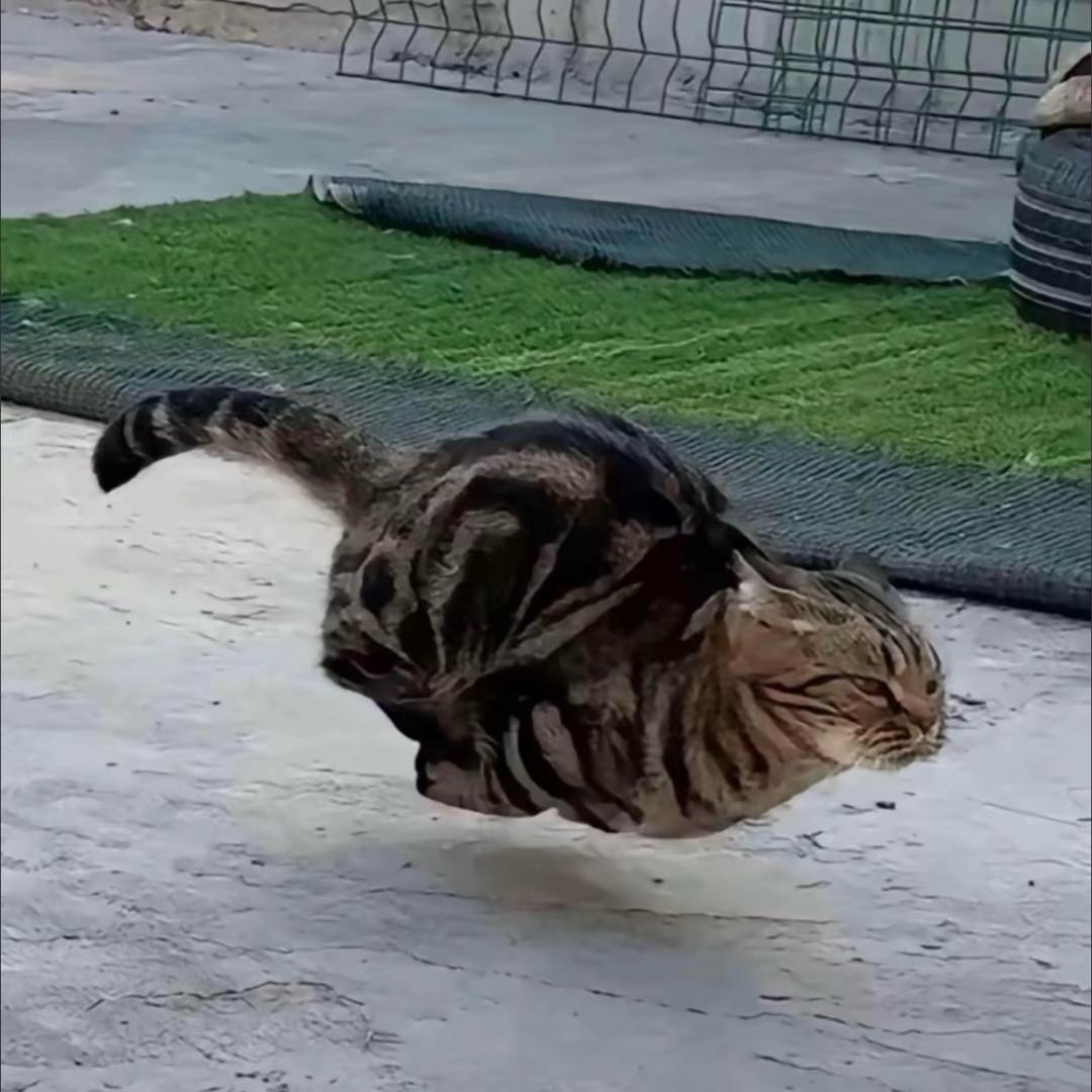 ⚡️豪葱⚡️