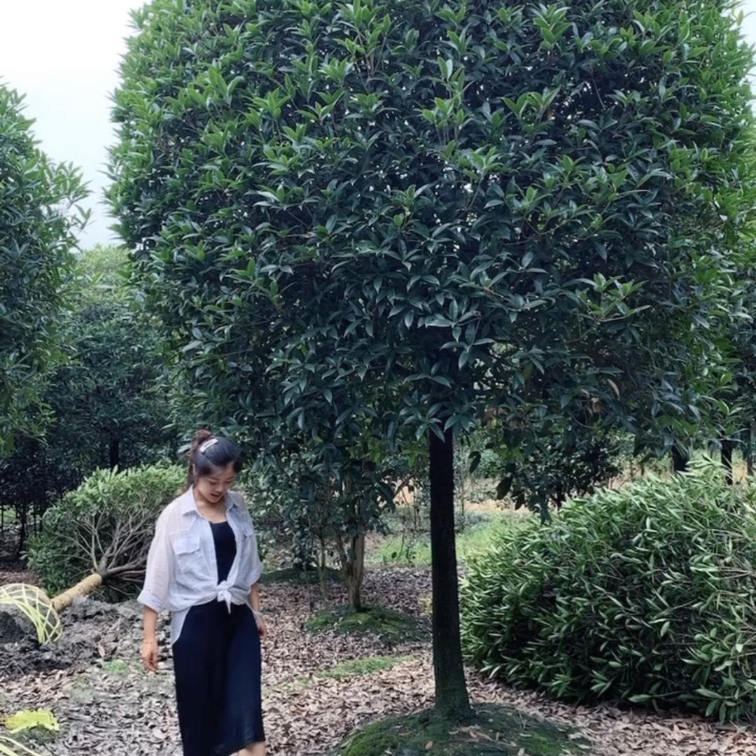 温江区鑫木园林