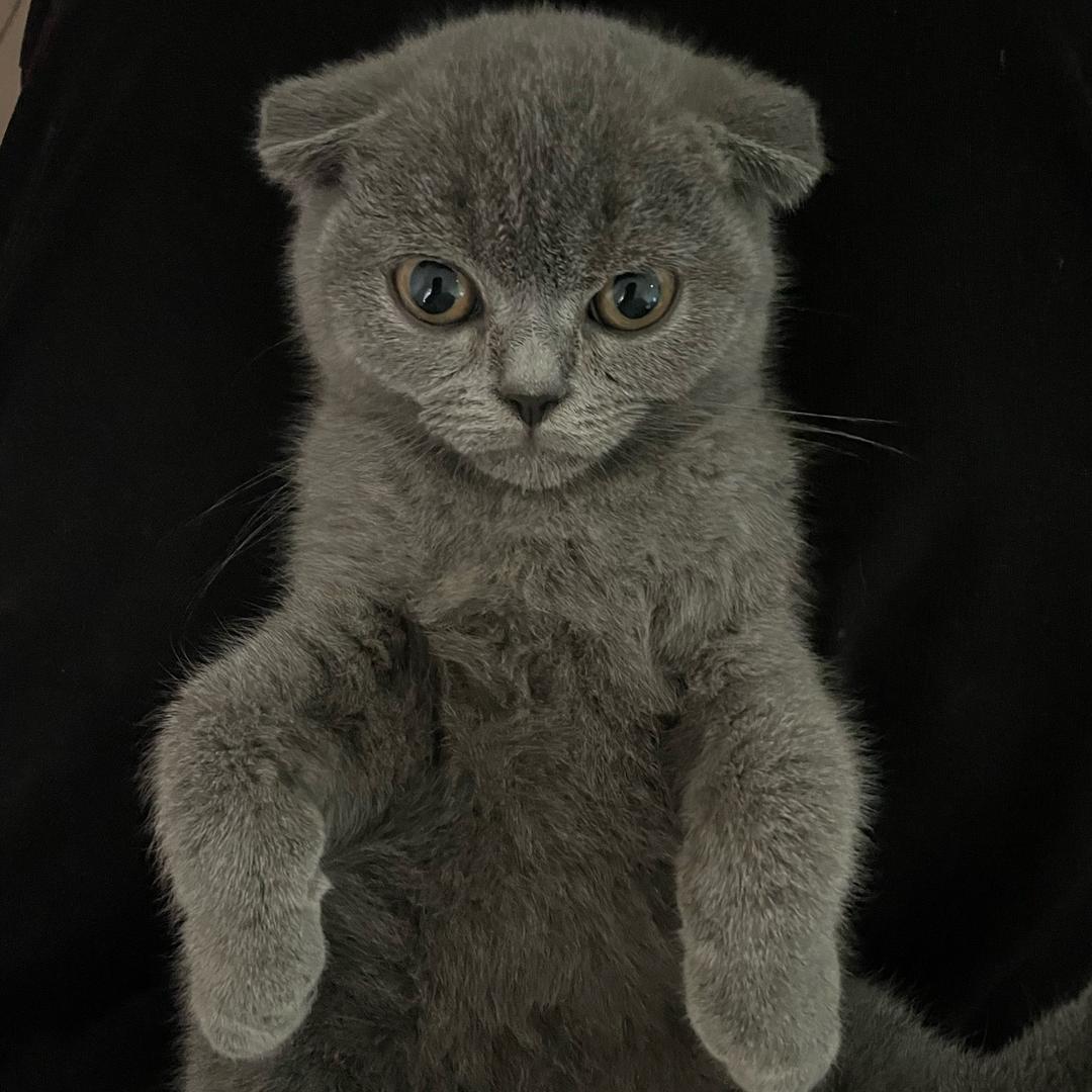 肥肥猫（三角洲行动）