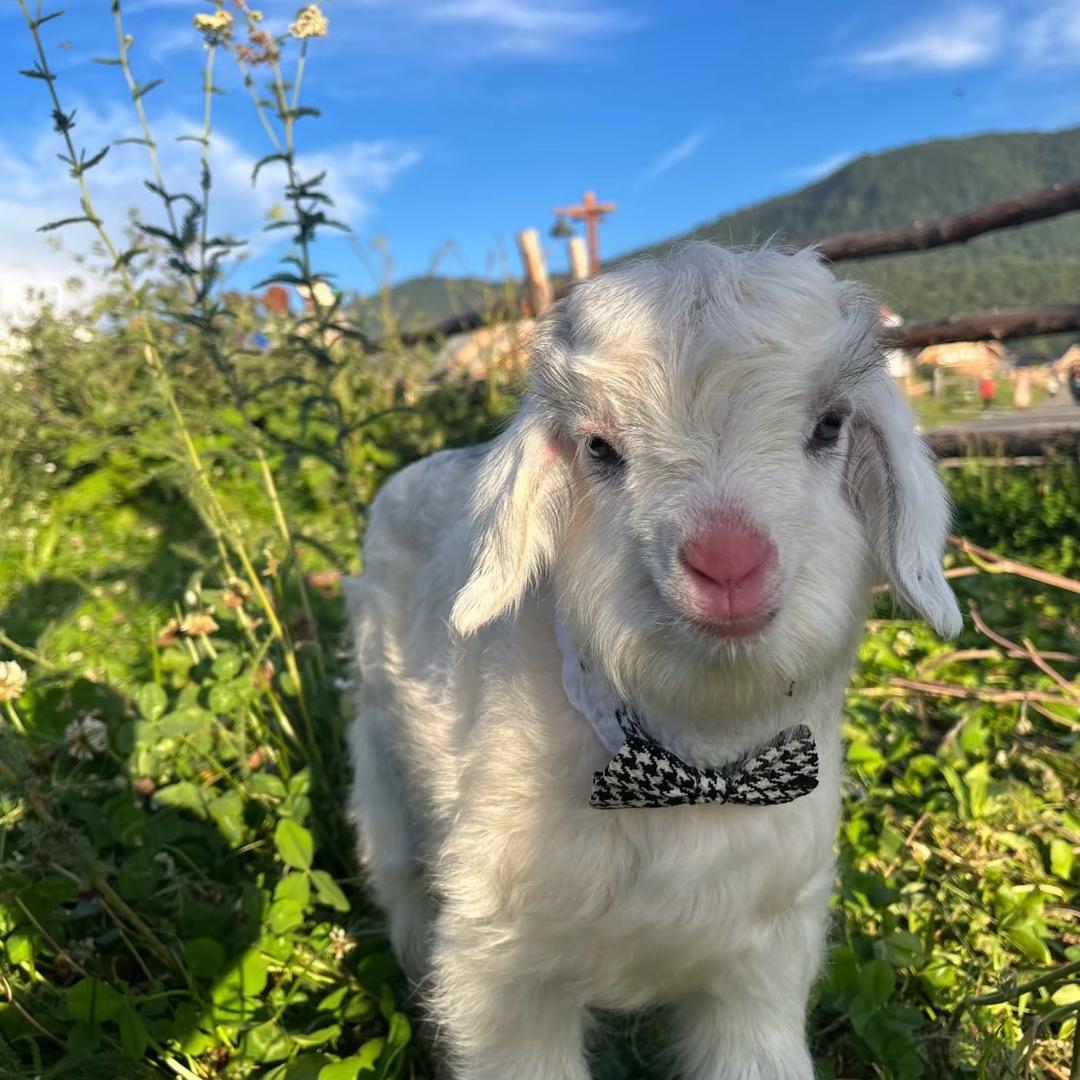 威尼斯蹦极贝壳］