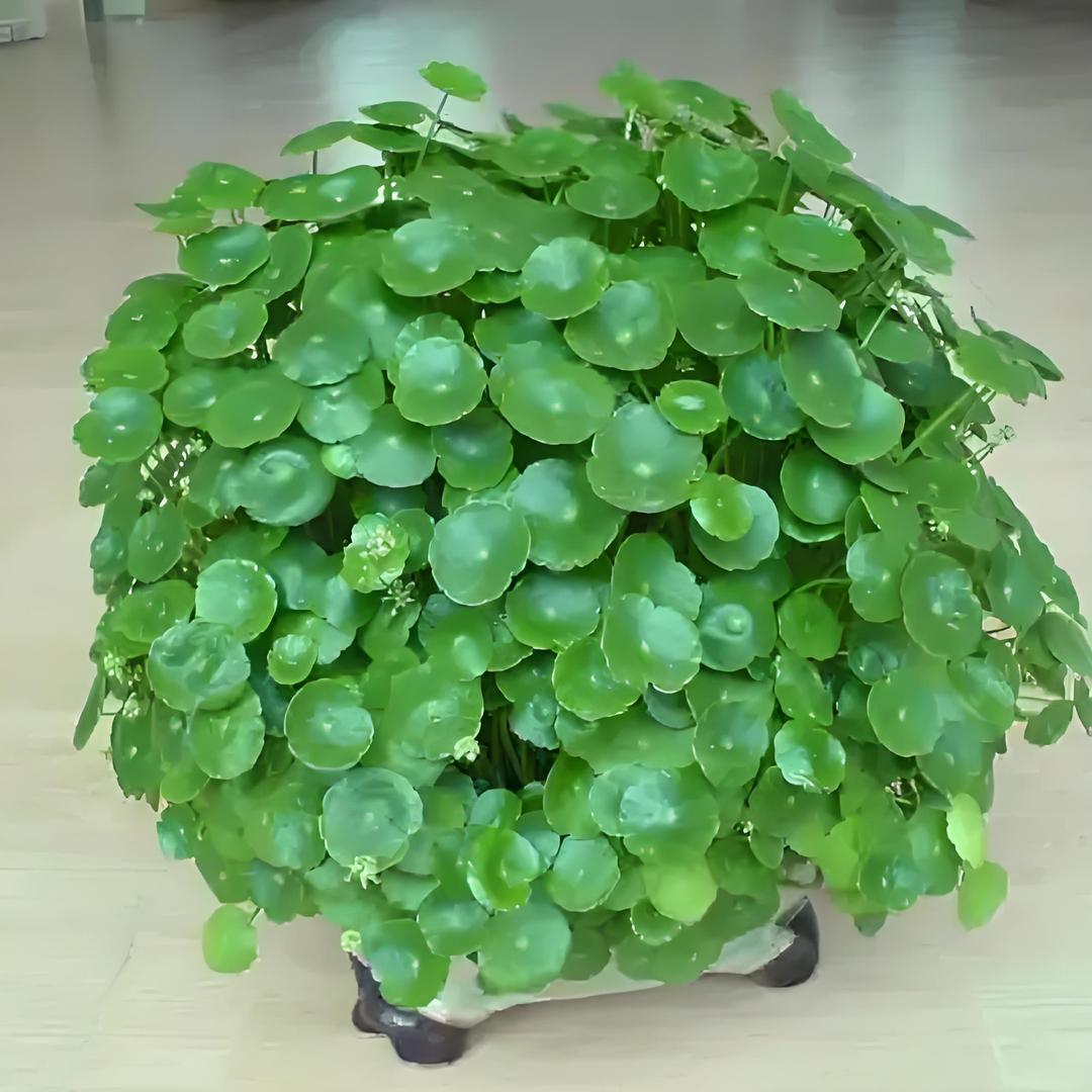 荣🍀🍀