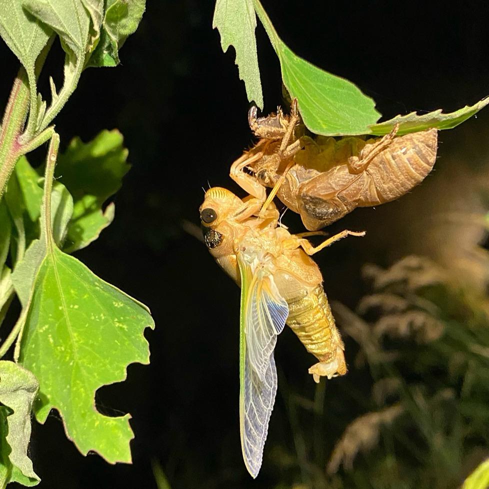 芦笋金蝉养殖孵化基地