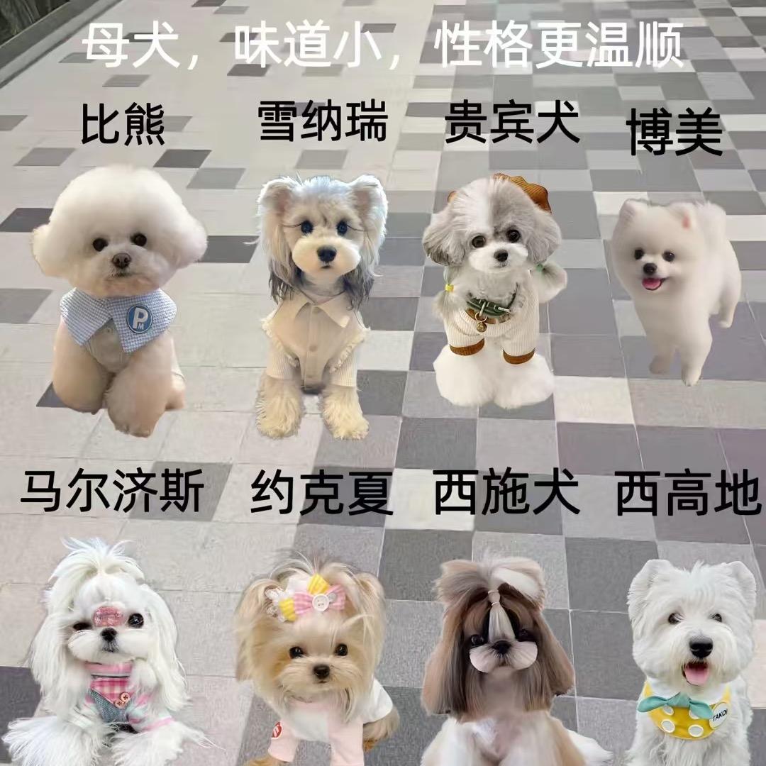 于家犬舍