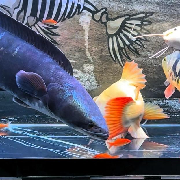 兔子大型猛鱼水族馆