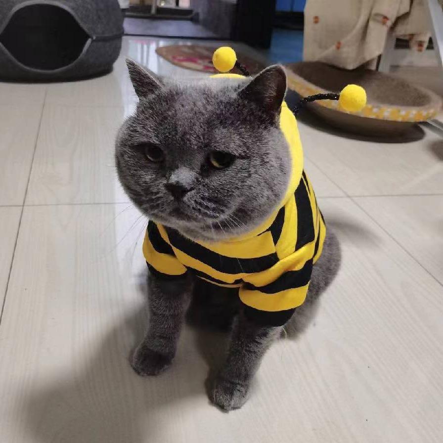 是六六呀
