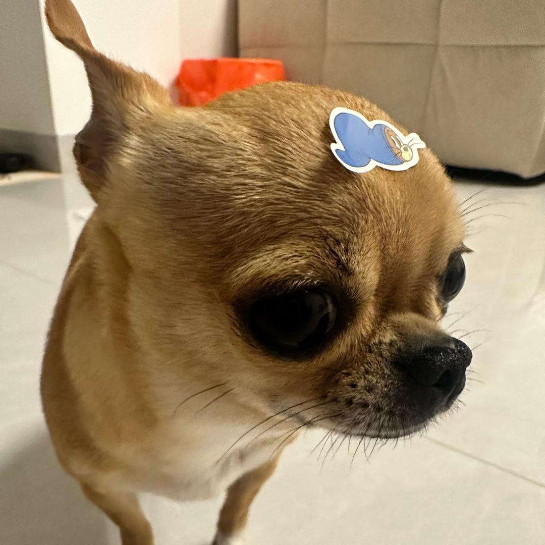 土豆味汤圆