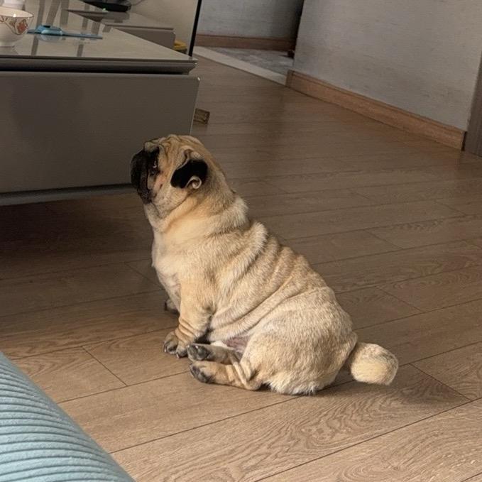 我是一条小巴哥🤡