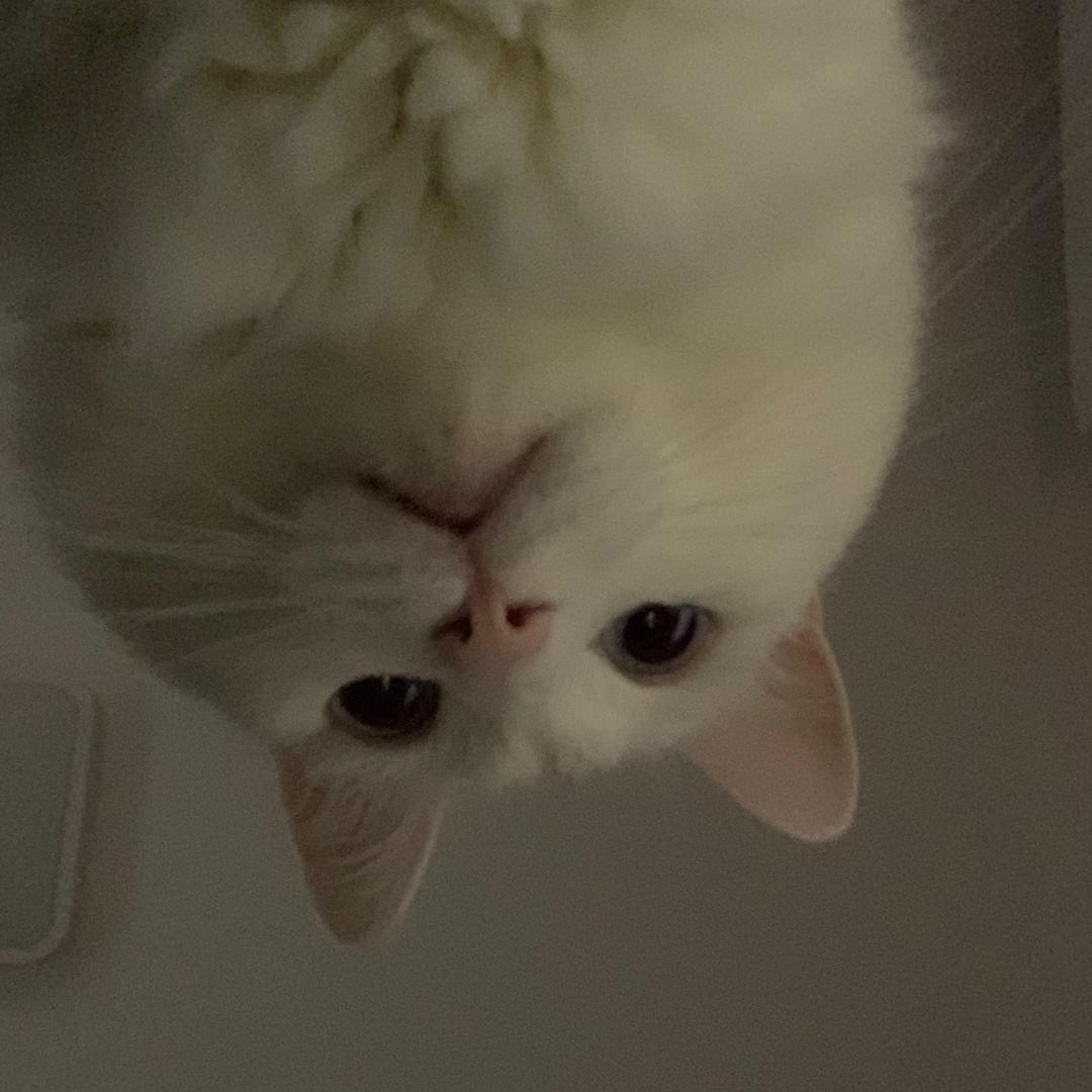 李喵喵🐱（喵猪🐷）