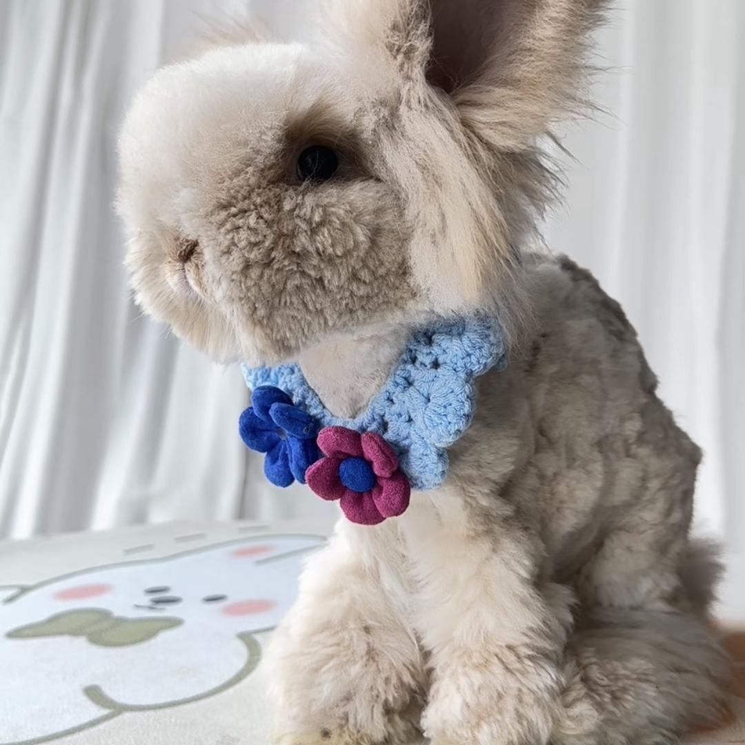 卷卷安哥拉兔舍