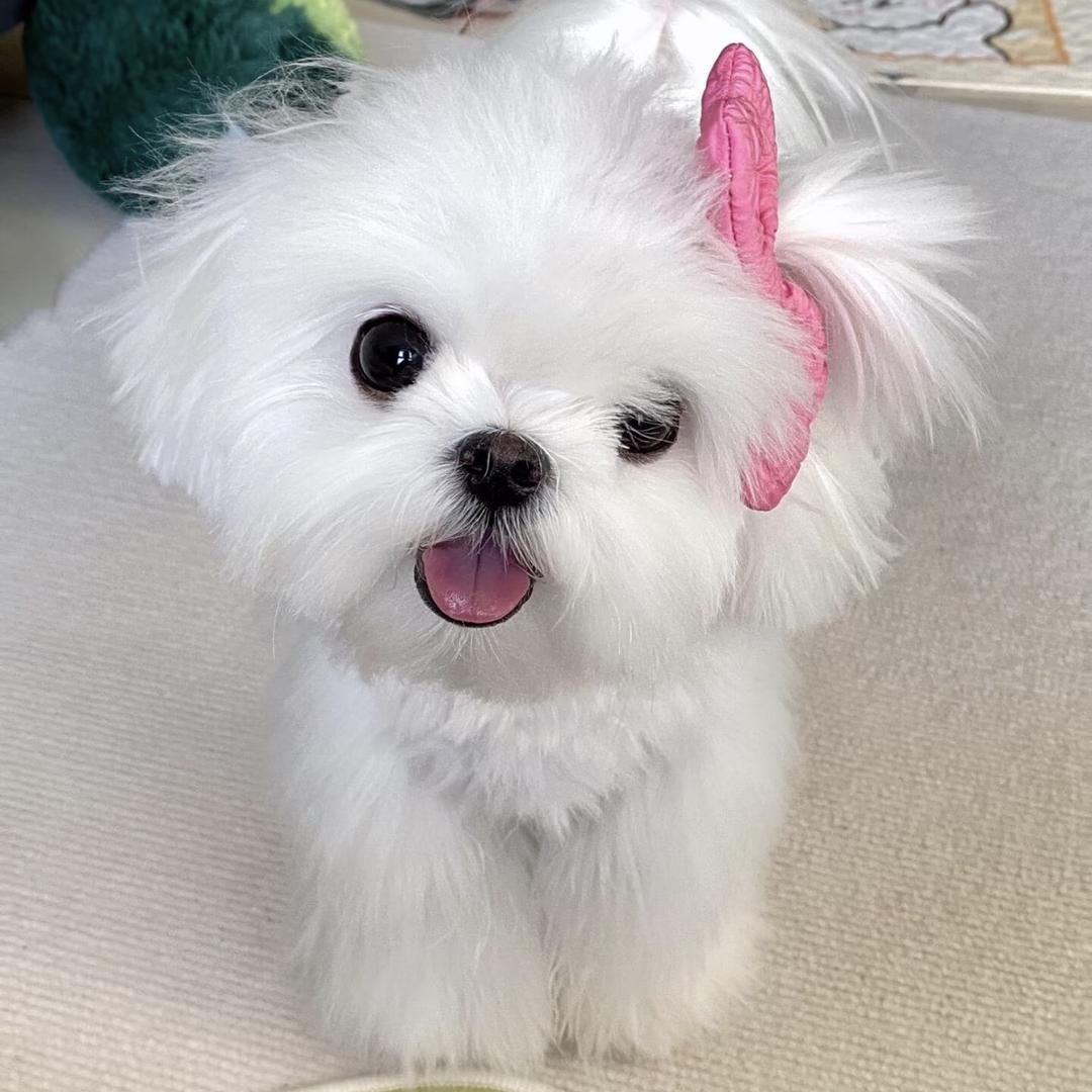 哲莱宠物贴心生活坊