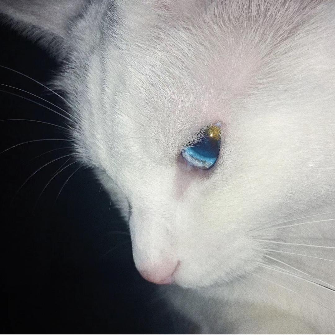 听催眠曲的安眠药