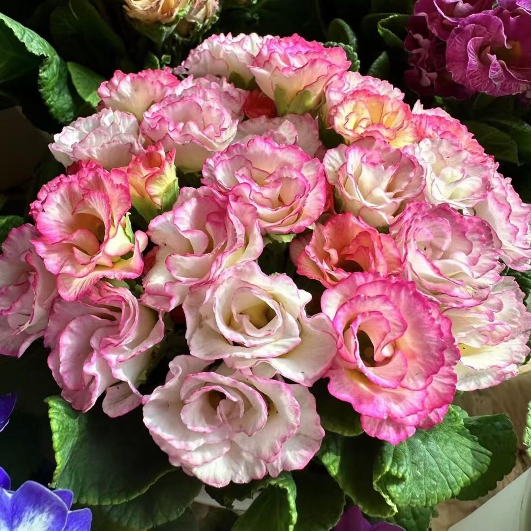 张先生的花卉小铺