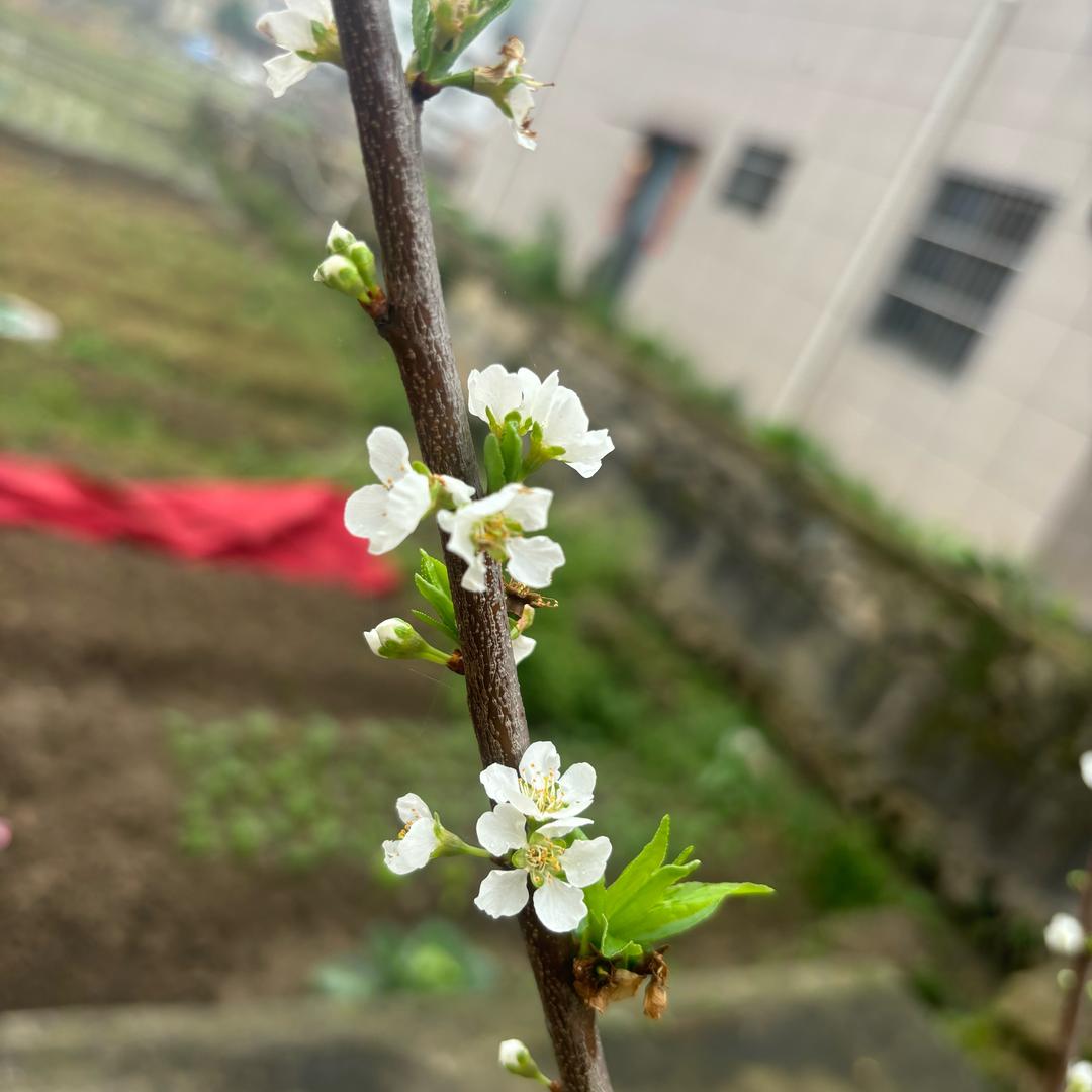 直播返场