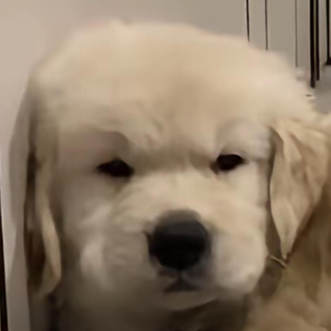 白告
