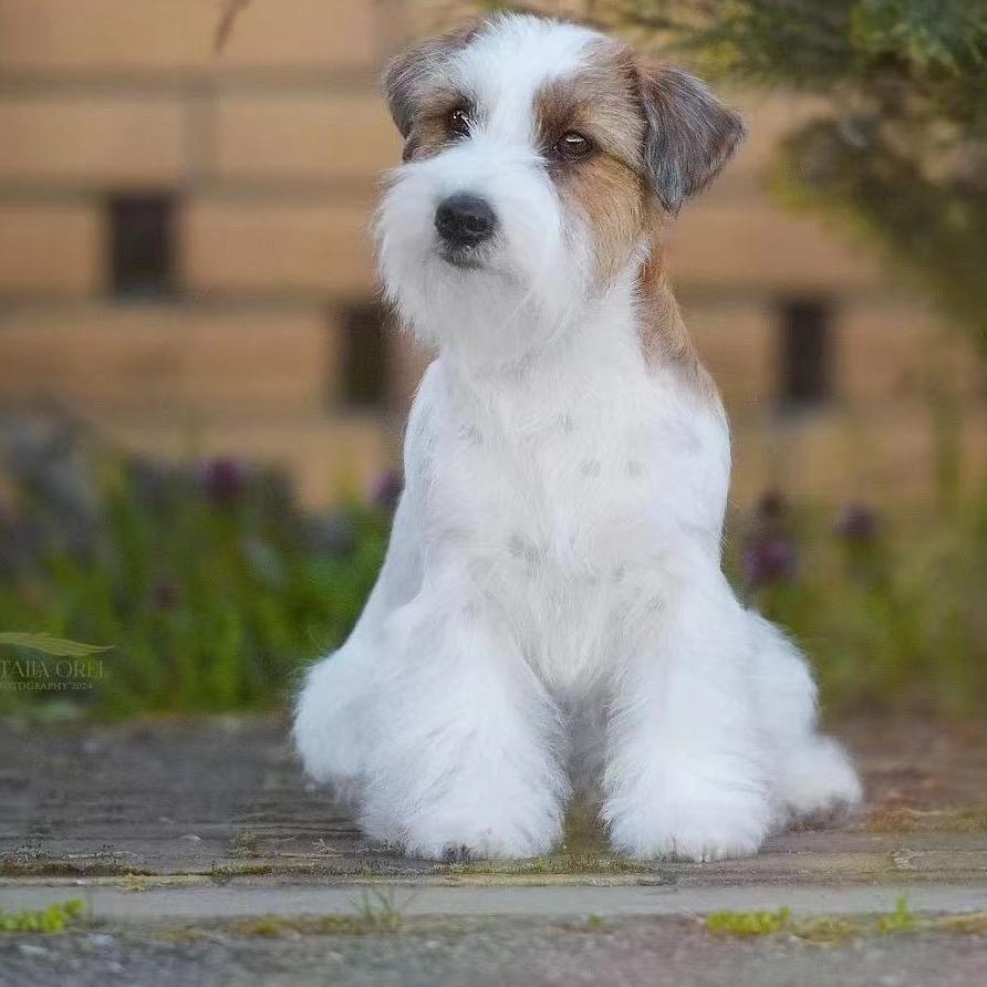 桐桐家-萌宠日常