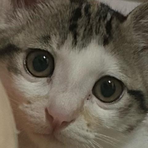 家有猫咪🐱🇨🇳