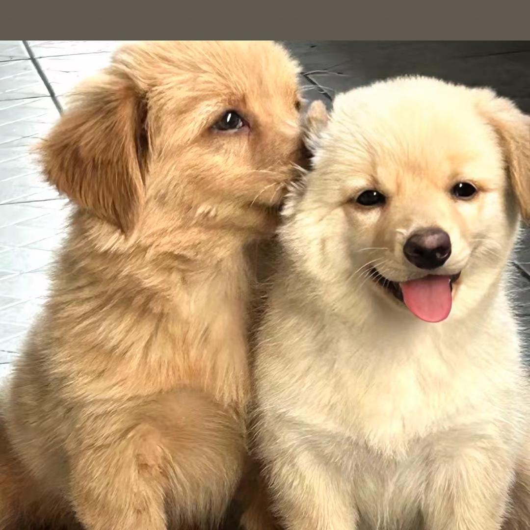 诚跃犬舍