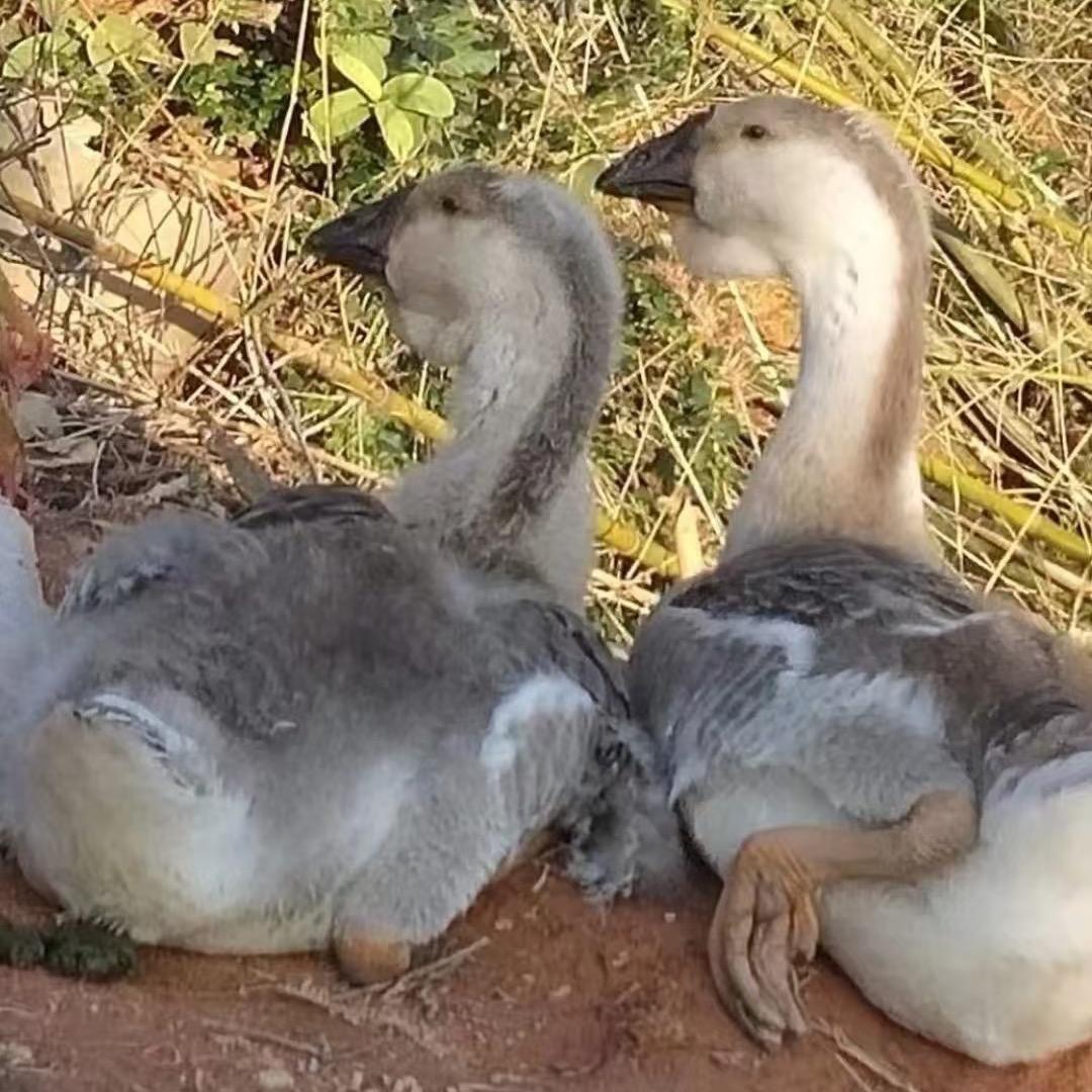 广东清姐狮头鹅养殖厂