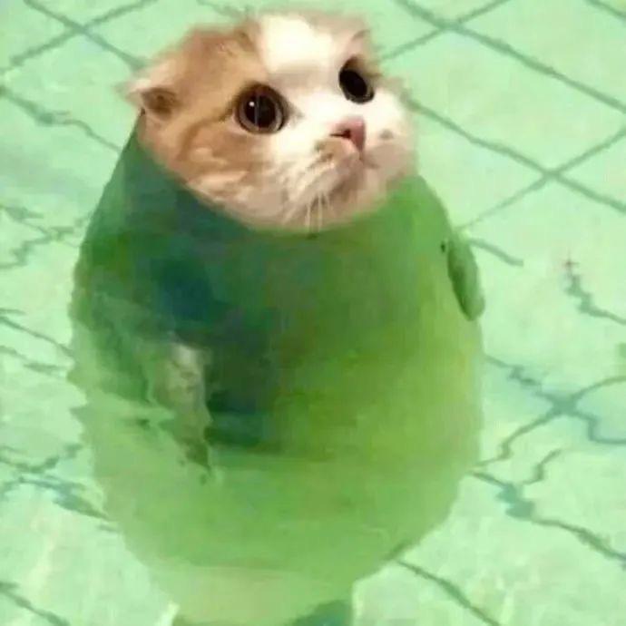呆纸