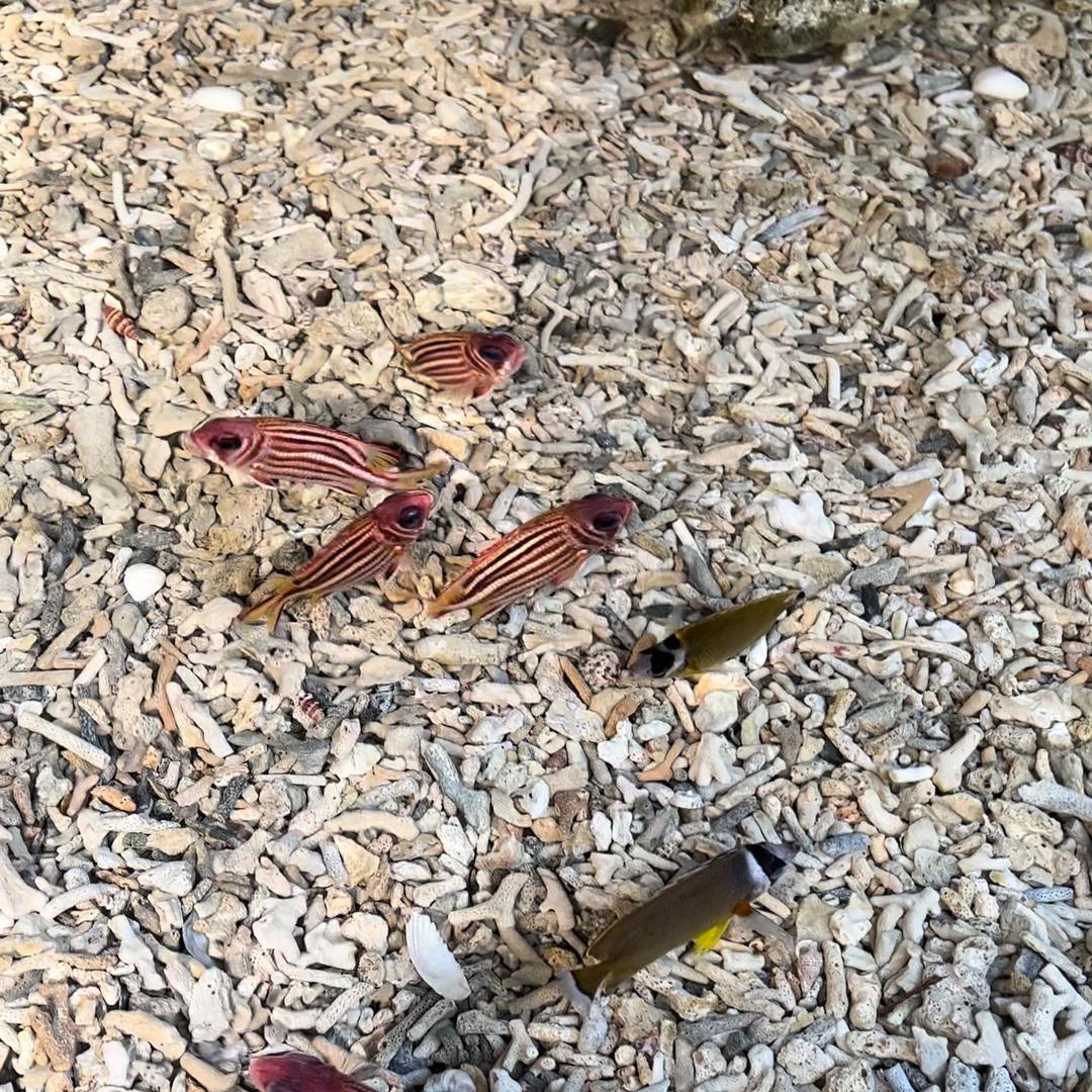 阿牛赶海